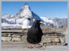 Switzerland_Zermatt_Matterhorn_R5379