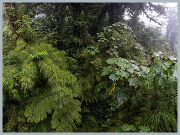 Costa Rica 2025_EOSR2686-Pano