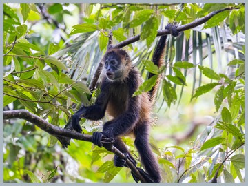 Costa Rica 2025_ER5_8151