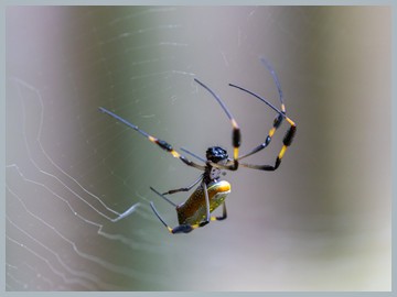 Costa Rica 2025_ER5_8168