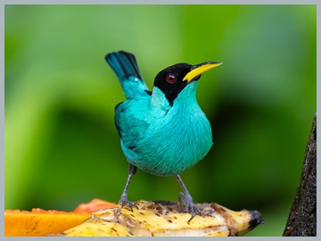 Costa Rica 2025_ER5_8280