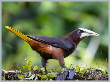 Costa Rica 2025_ER5_8291