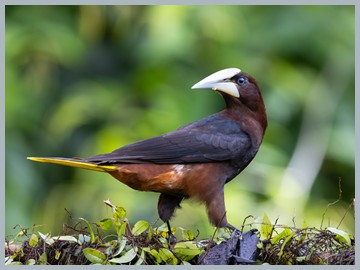 Costa Rica 2025_ER5_8294