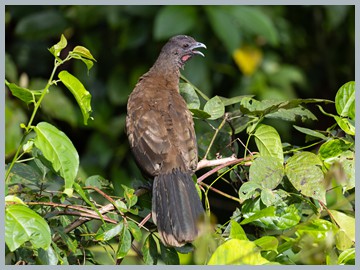 Costa Rica 2025_ER5_8350