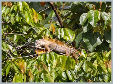 Costa Rica 2025_ER5_8354