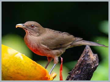 Costa Rica 2025_ER5_8401