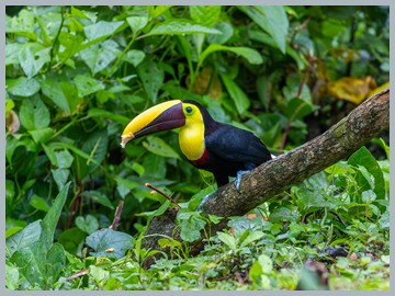 Costa Rica 2025_ER5_8415-Verbessert-RR