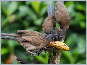 Costa Rica 2025_ER5_8478