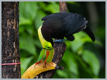 Costa Rica 2025_ER5_8488