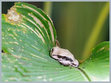 Costa Rica 2025_ER5_8975