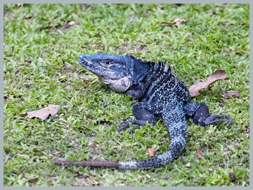 Costa Rica 2025_ER5_8993