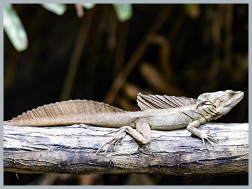 Costa Rica 2025_ER5_9144