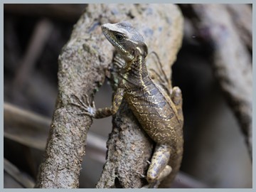 Costa Rica 2025_ER5_9178