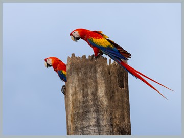 Costa Rica 2025_ER5_9247