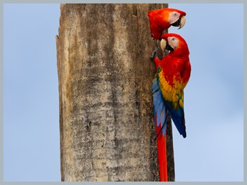 Costa Rica 2025_ER5_9275