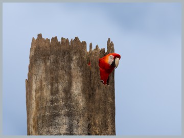 Costa Rica 2025_ER5_9309