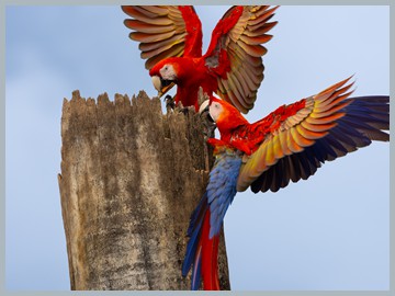 Costa Rica 2025_ER5_9324