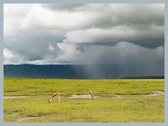 Ngorongoro Crater_EOSR2130-Pano