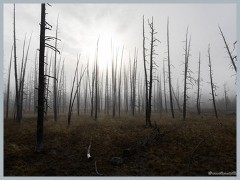 Yellowstone_ER5_2142